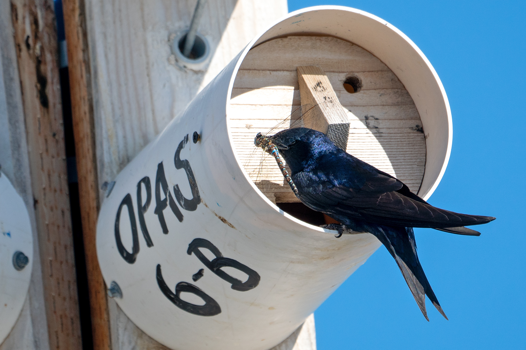 Purple Martin